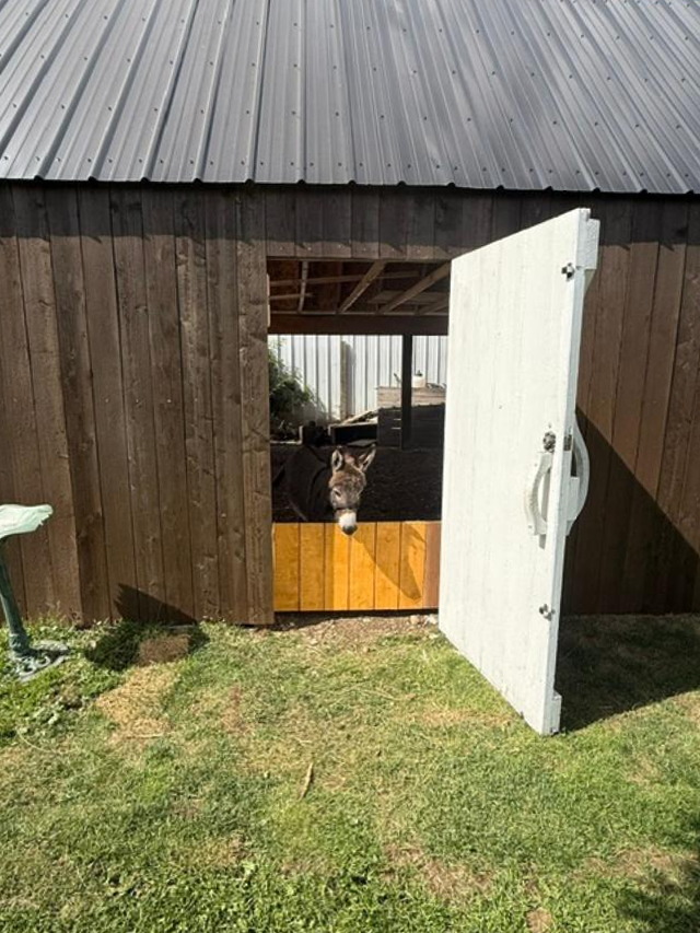 One of our mini donkeys enjoying some time in the barn