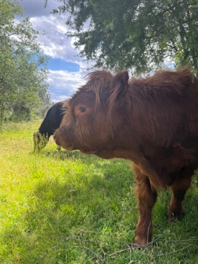 Highland cow at Goldberry Hollow