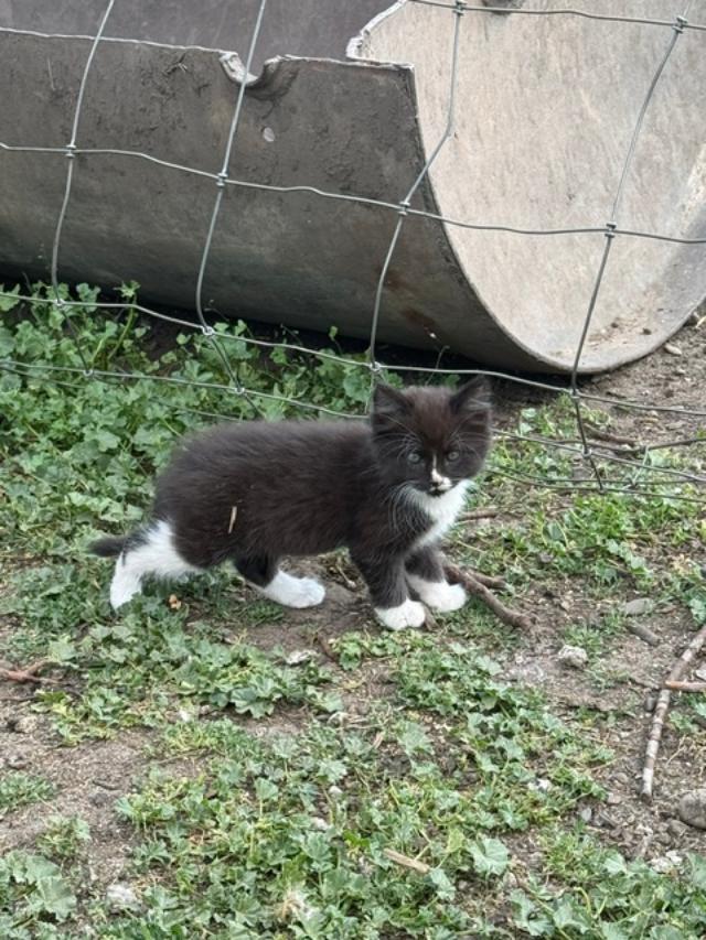 One of our barn kittens exploring the great outdoors
