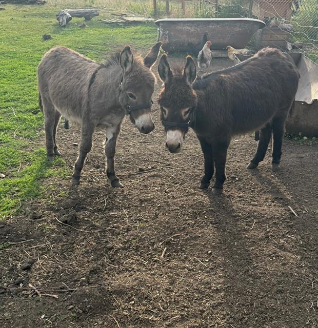 Mini donkeys at Goldberry Hollow