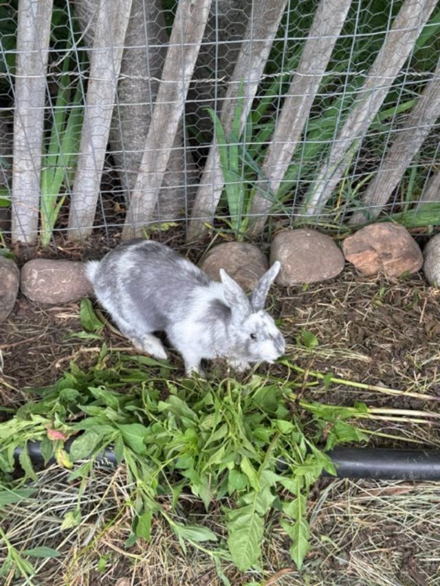 Rabbit at Goldberry Hollow