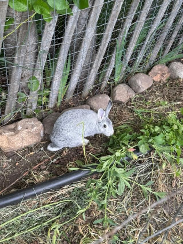 One of our resident rabbits doing some weed control