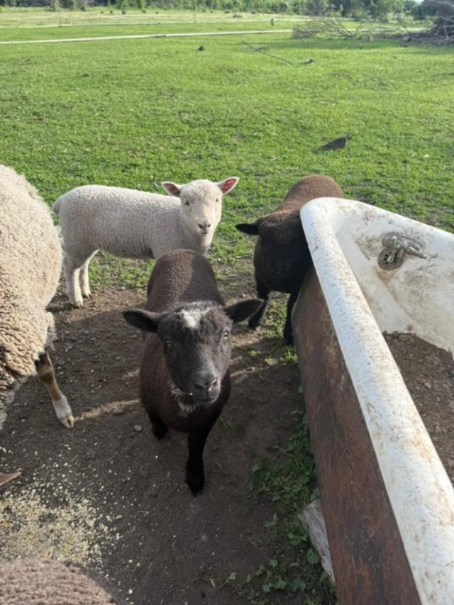 Sheep at Goldberry Hollow